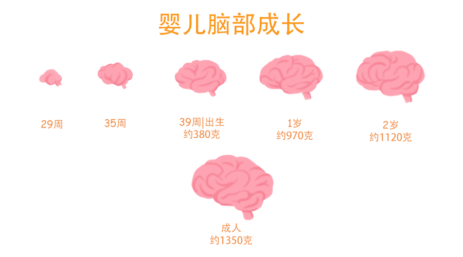 怀孕几个月胎儿发育大脑,怀孕几个月胎儿发育大脑