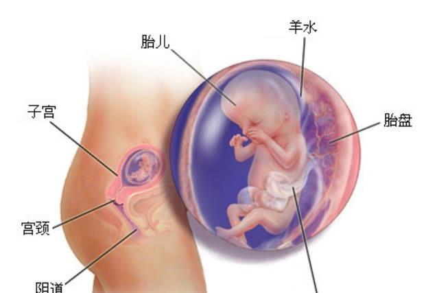 怀孕3个月子宫有多大,怀孕三个月子宫大小及其影响