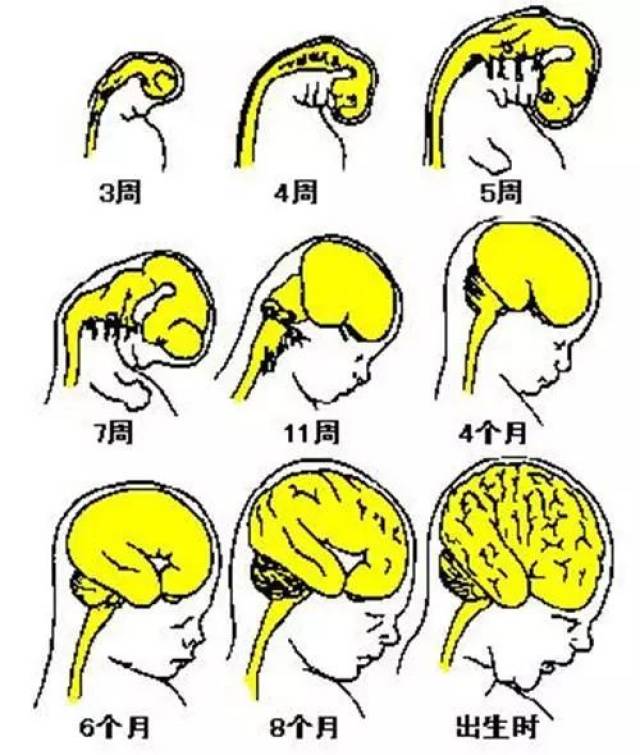 怀孕几个月胎儿发育大脑,怀孕几个月胎儿发育大脑