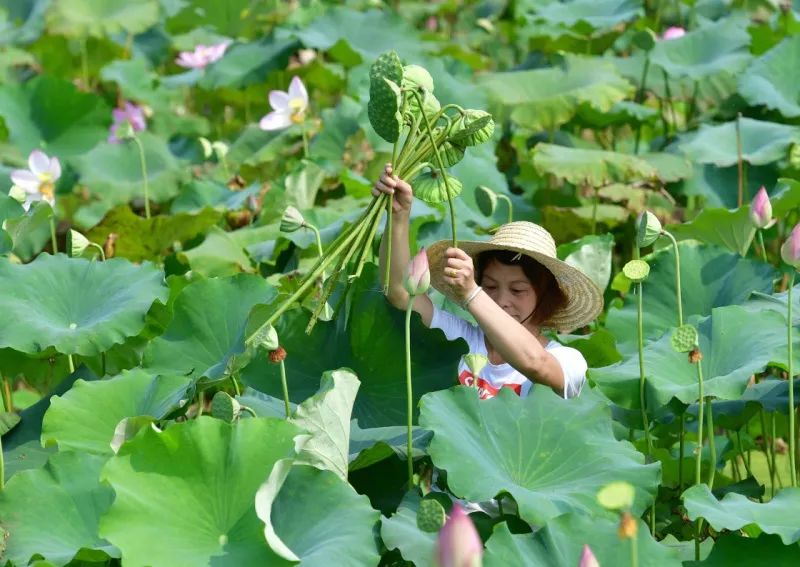 广东省莲蓬,广东省莲蓬，自然之美与人文之韵的交融